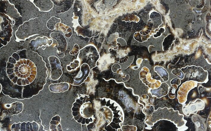 Polished Ammonite Fossil Slab - Marston Magna Marble #49598